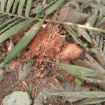 Opera Snapshot_2022-01-18_211921_web.whatsapp.com