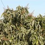 chrome_screenshot_web.whatsapp.com (23)