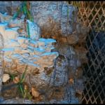 15ad5935-f79b-4e6f-aa89-8d954ff0f0ee