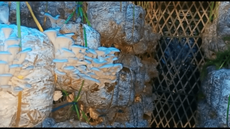 15ad5935-f79b-4e6f-aa89-8d954ff0f0ee