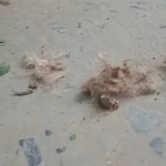 chrome-capture-2023-6-12 (2)