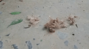 chrome-capture-2023-6-12 (2)