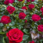 9063f251-bb15-4178-8118-d7cd1aa36f80