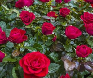 9063f251-bb15-4178-8118-d7cd1aa36f80