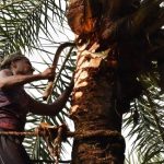 শীতের শুরুতে দক্ষিণ দিনাজপুর জেলার খেজুর গাছের রস সংগ্রহে ব্যস্ত গাছিরা