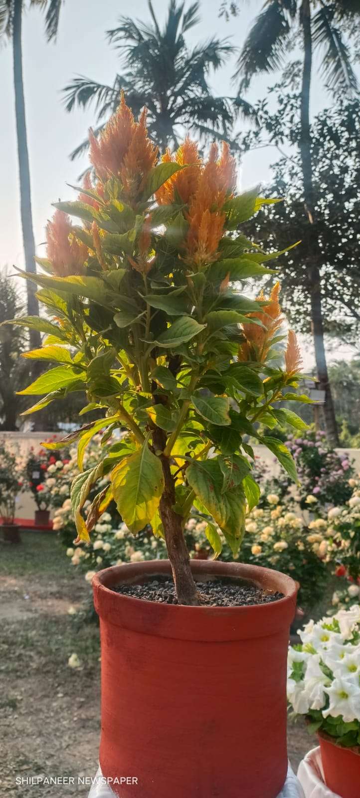 WhatsApp Image 2026-01-04 at 11.35.29 AM (1)