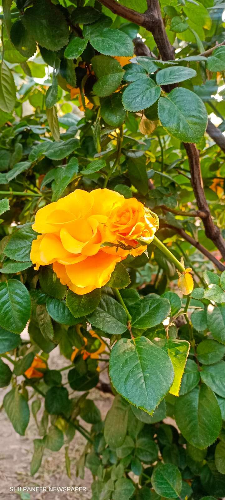 WhatsApp Image 2026-01-04 at 11.35.32 AM