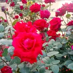 WhatsApp Image 2026-01-04 at 11.35.34 AM (2)