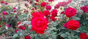 WhatsApp Image 2026-01-04 at 11.35.34 AM (2)